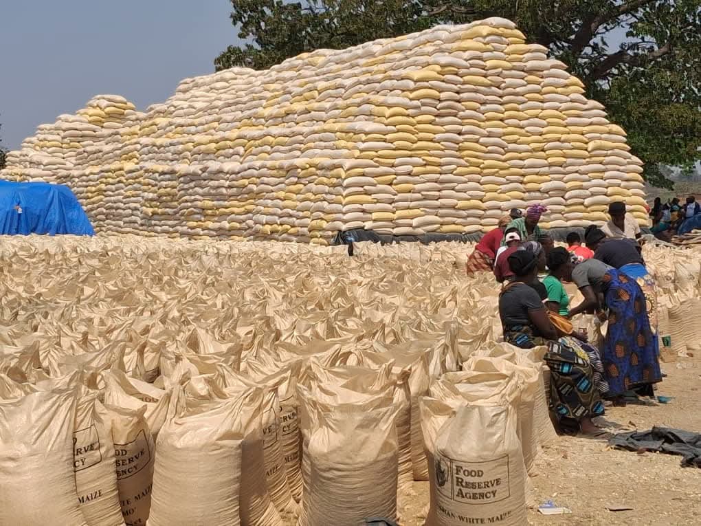 Farmers Urged to Protect Maize as Rains Raise Risk of Moisture Damage